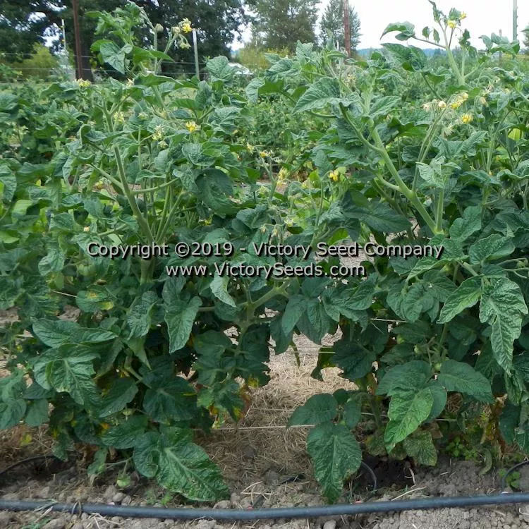 Dwarf CC McGee Tomato