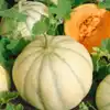 Charentais Cantaloupe