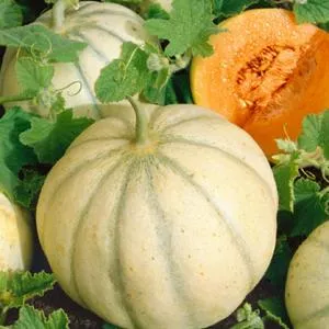 Charentais Cantaloupe