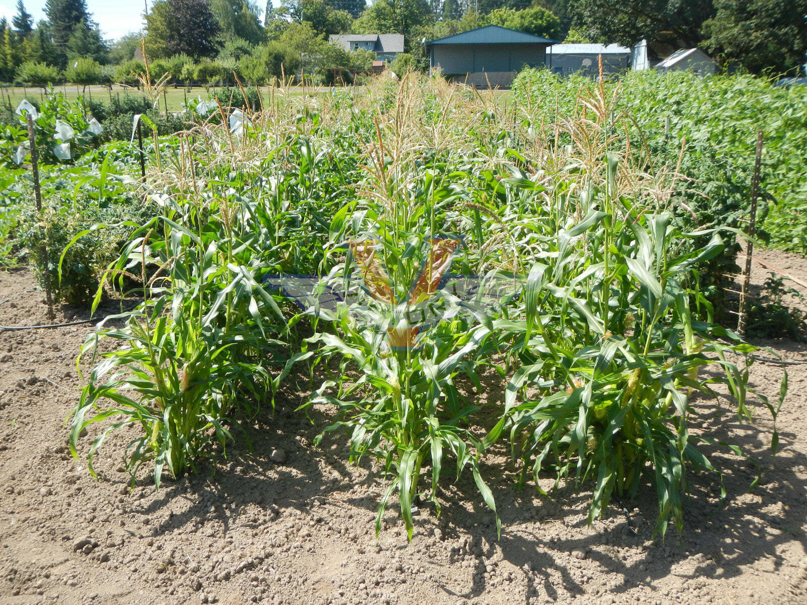 Will's Early June Sweet Corn