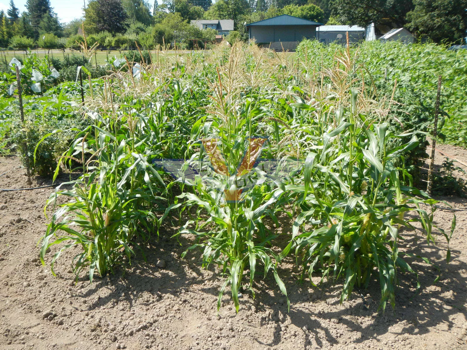 Will's Early June Sweet Corn