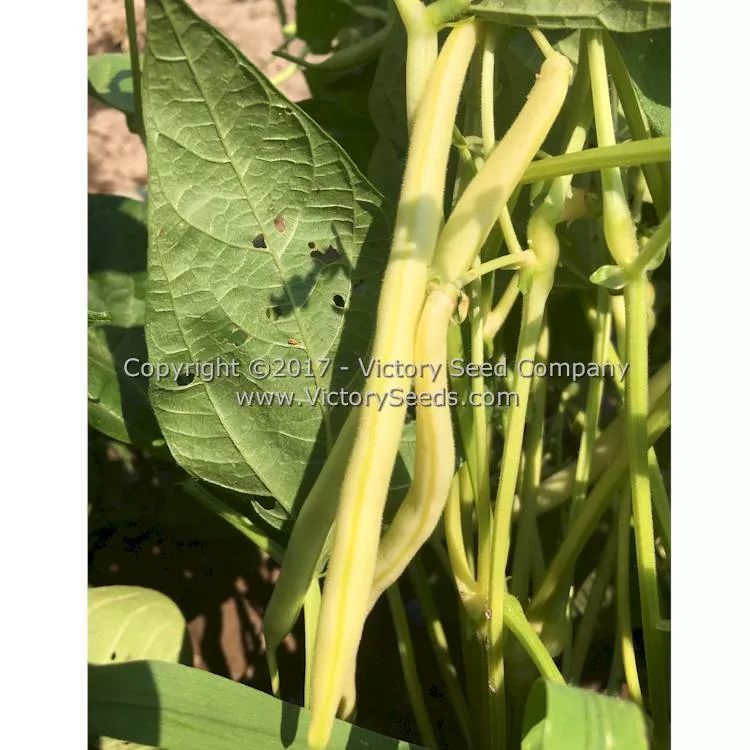 Golden Butterwax Bush Snap Garden Bean