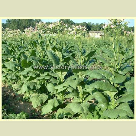 Silk Leaf Tobacco