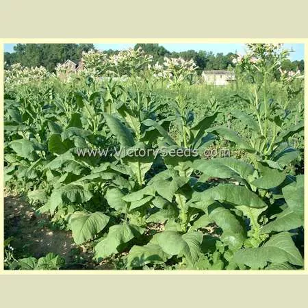 Silk Leaf Tobacco