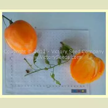 Livingston's Yellow Oxheart Tomato