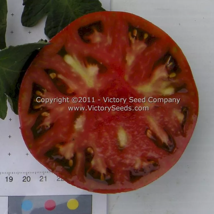 Cherokee Chocolate Tomato