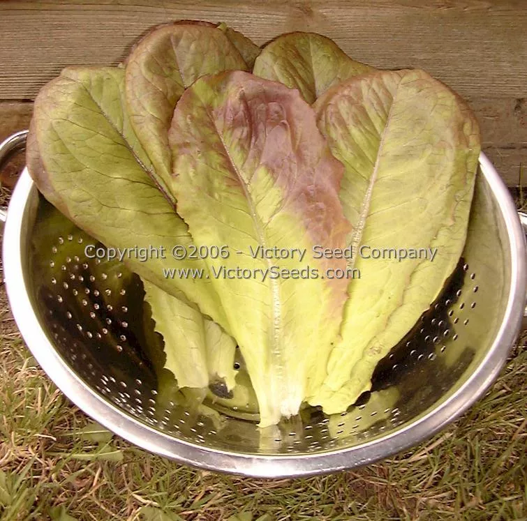 Rouge d'Hiver Romaine Lettuce