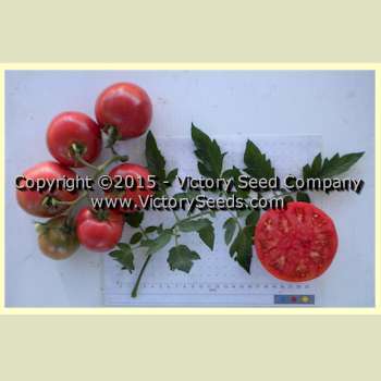Burpee's Trucker's Favorite Tomato