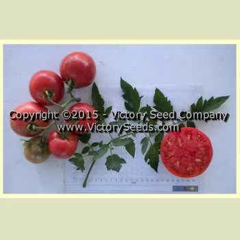 Burpee's Trucker's Favorite Tomato