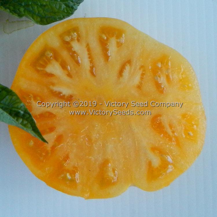 Dwarf Perfect Harmony Tomato