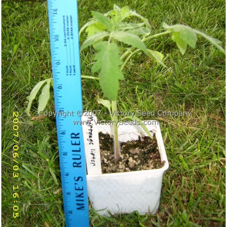 Mortgage Lifter Tomato (Radiator Charlie's Mortgage Lifter)