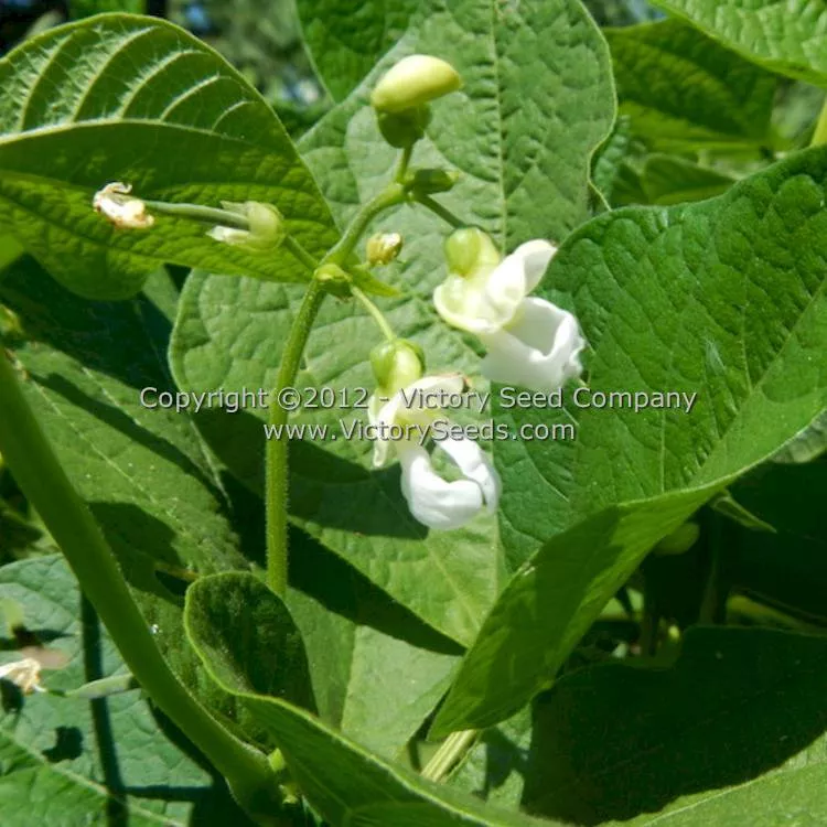 Tobacco Patch Dry Bush Garden Bean