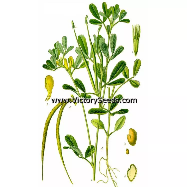 Fenugreek