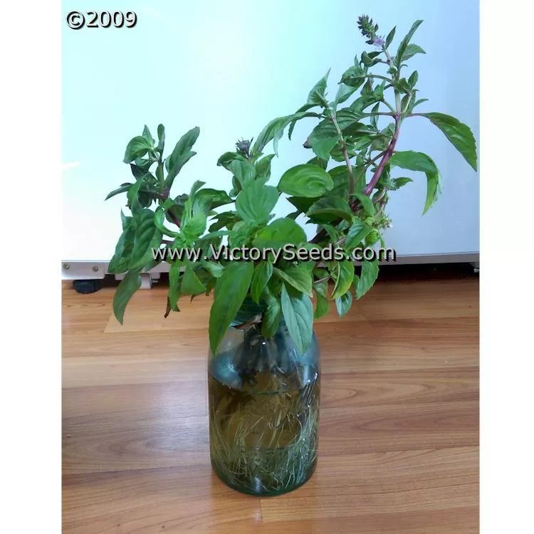 Basil, Licorice or Thai