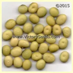 Pando Soybean