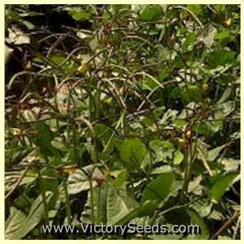 Quickpick Pinkeye Southern Pea