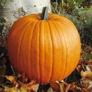 Connecticut Field Pumpkin