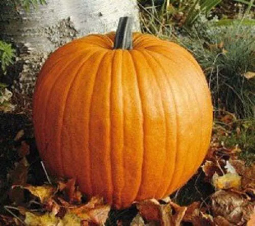 Connecticut Field Pumpkin