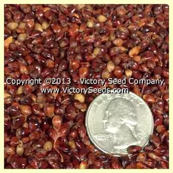 Red Broom Corn (Sorghum)
