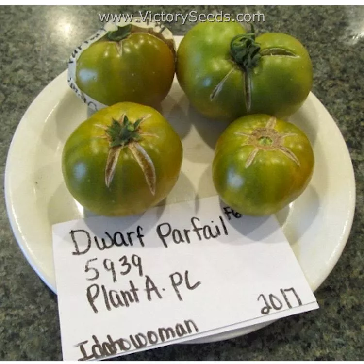 Dwarf Parfait Tomato