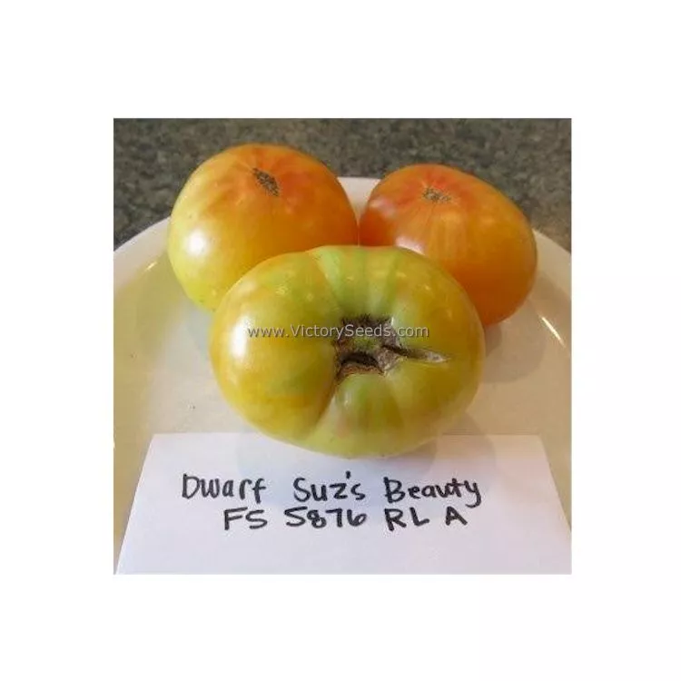 Dwarf Suz's Beauty Tomato
