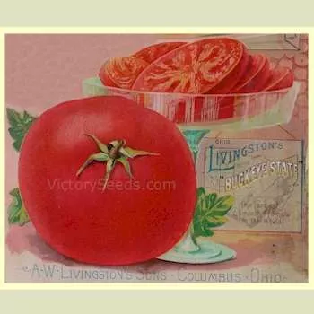 Buckeye State Tomato