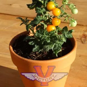 Orange Hat Tomato
