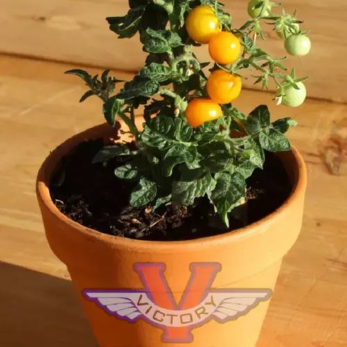 Orange Hat Micro Dwarf Tomato