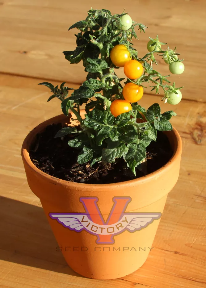 Orange Hat Tomato