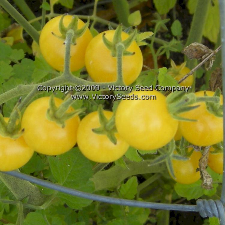 Coyote Tomato