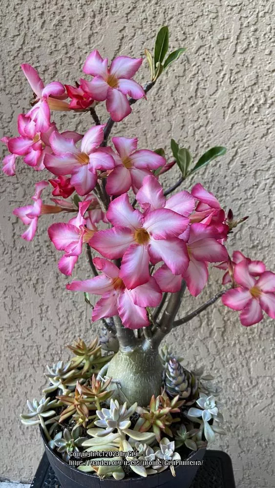 Desert Rose
