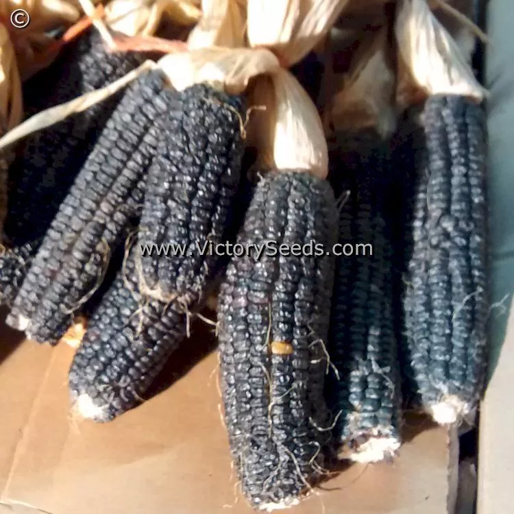 Midnight Snack Sweet Corn