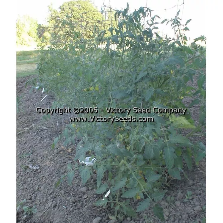 Large German Cherry Tomato