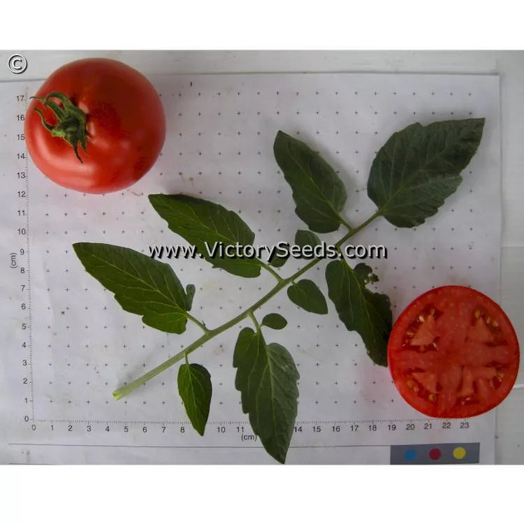 Gill's All Purpose Tomato