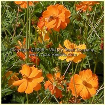 Cosmos, Klondyke Mix