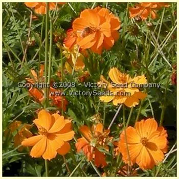 Cosmos, Klondyke Mix