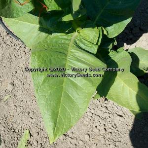Jorginho Tobacco
