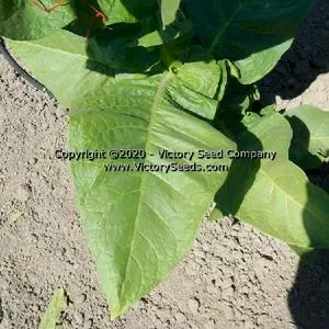 Jorginho Tobacco