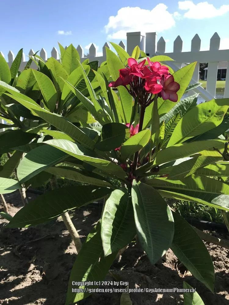 Plumeria 'Compact Mix'