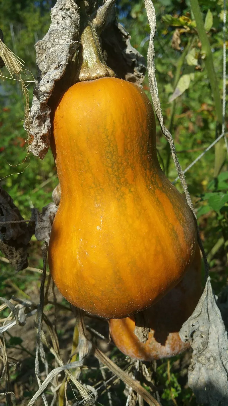 Honeynut Winter Squash