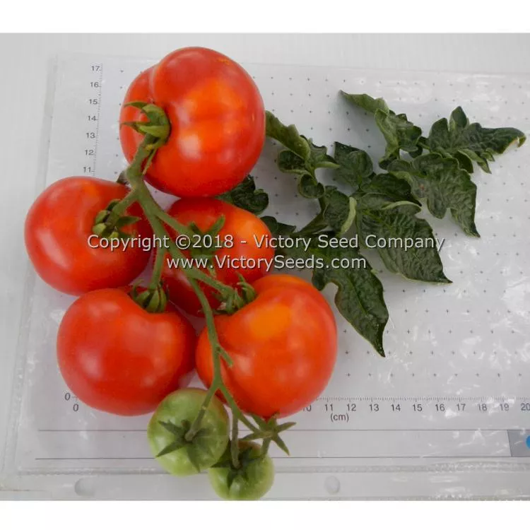 Potentate Tomato