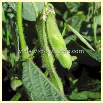 Taiwame Soybean