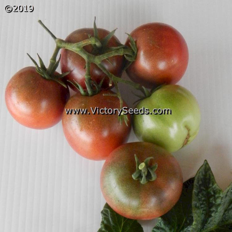 Dwarf Hazy's Dream Tomato