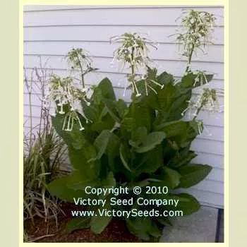Ornamental Flowering Tobacco