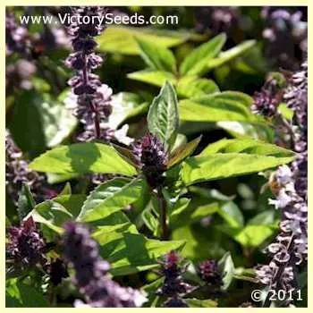 Basil, Cinnamon