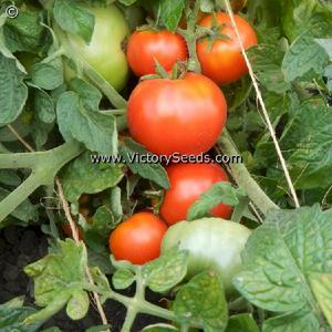 Alpatieva 905A Tomato