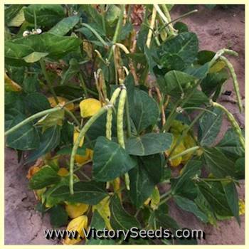 Elite Southern Pea