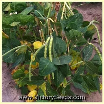 Elite Southern Pea