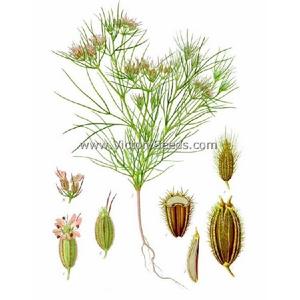 Cumin