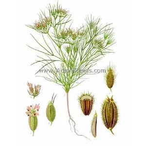 Cumin